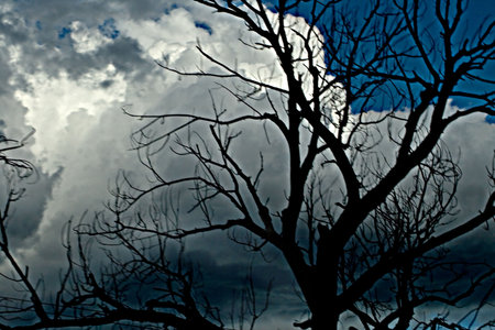 Tree Silhouette against Blue and Grey Sky 