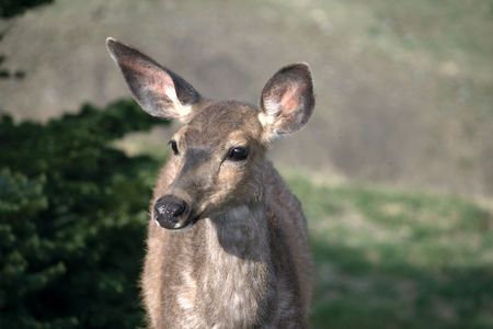 Young doe deer up close captured at Hurricane Ridge in Washington State.の写真素材