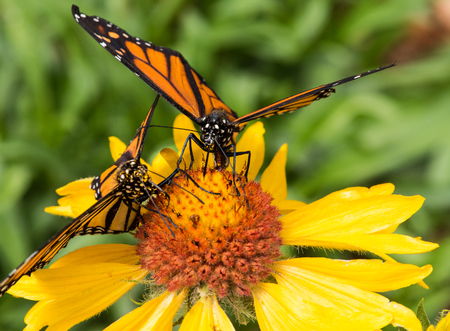 Monarch Butterfliesの写真素材