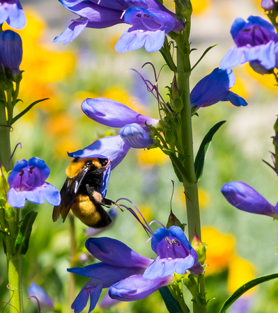 Bee and Bluebellの写真素材