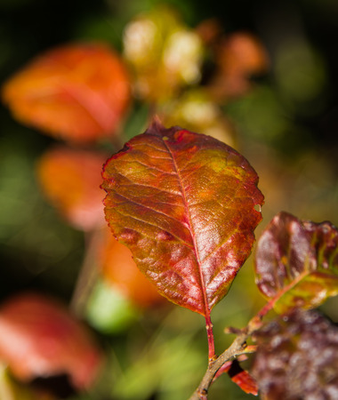 Autum Leafの写真素材