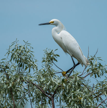 Egret Perched in Tree