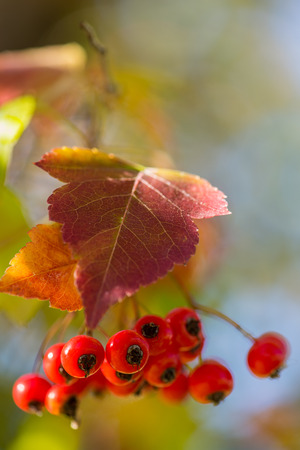 Mountain Ash Berriesの写真素材