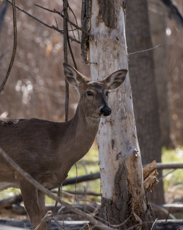 White Tail Doeの写真素材