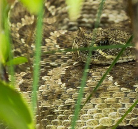 Prairie Rattle-snakeの写真素材