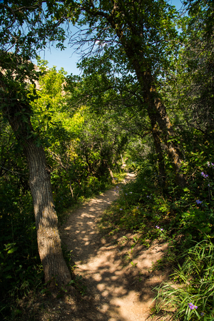 Trail and Wildflowers, Roxborough Park, COの写真素材