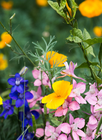 Diverse Garden Colorsの写真素材