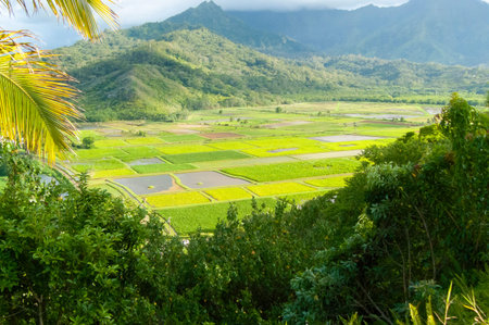 hawaiian paddies panorama kawaii island united statesの写真素材
