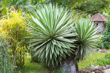Boquete Panama September 2017: In this valley hidden among the volcanic hills, there is a tropical garden where thousands of different species of plants are found and is a residence of great effect that has been chosen by many foreigners as a place of bueのeditorial素材