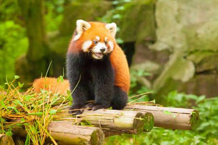china red pandaの写真素材