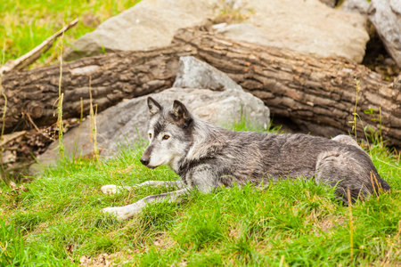 grey wolve jasper national park canada