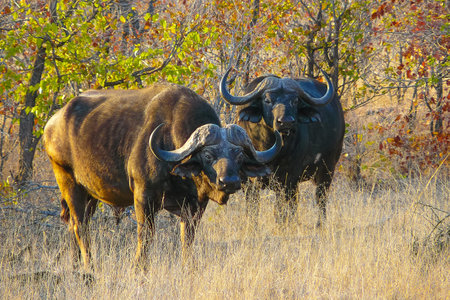 African buffaloes at sunset looking in camera South Africa Kruger Parkの写真素材