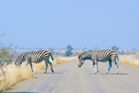 zebras cross the road of the Kruger park South Africaの写真素材