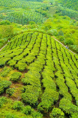 Malaysia august 2008 in the summer every day the workers walk this path to start the day of the tea harvestのeditorial素材