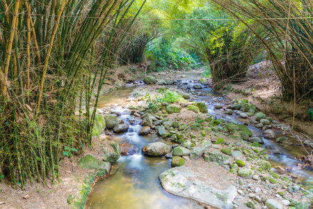 river in the jungle Colombiaの写真素材