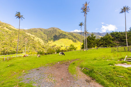 cows grazing in the Cocora valley Salento Colombia