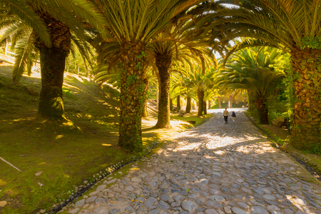 Quito April 2018 in the park of Guatapulo tourists stroll in the shade of a very choreographic palm grove to observe nature a few miles from the cenの写真素材