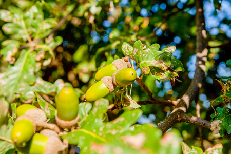 acorns on the tree close up Italyの写真素材