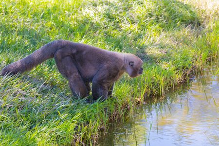 Woolly Monkey on the river bank Ecuador