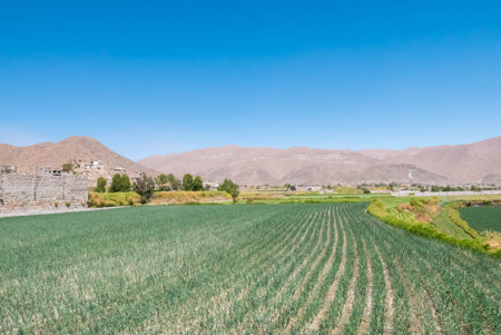 Peru September 2018  In the periptery of Arequipa the fields are cultivated despite the fact that the land is very arid.のeditorial素材