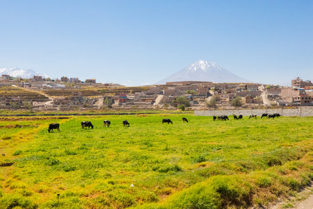 cows grazing  at the periqueria of Arequipa. In the background the Misti Vulcano.のeditorial素材