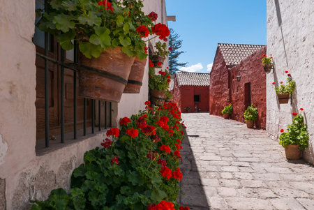 Arequipa Peru August 2018 the flowers adorn many alleys of Santa Catalina monastery and add another very suggestive colored noteのeditorial素材