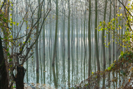 poplars in the flooded flood plain Po river Italy