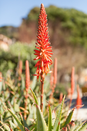 red flower of fat plantの写真素材