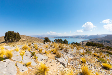 Bolivia Titicaca lake typical vegetation of the coast panoramic view from above