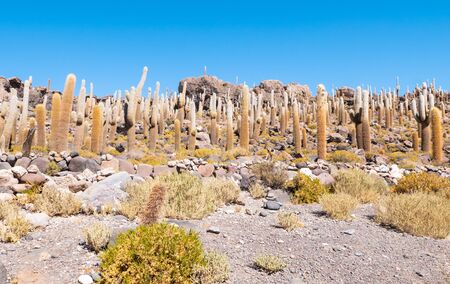 Bolivia Uyuni Incahuasi island cactus forest in the afternoonの写真素材