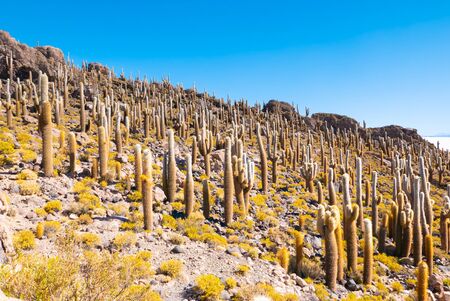 Bolivia Uyuni Incahuasi island cactus at sunsetの写真素材