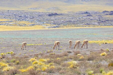 Cile Atacama desert grazing guanacos in natureの写真素材