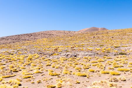 Cile Atacama desert guanacos in nature in a sunny day in the morningの写真素材