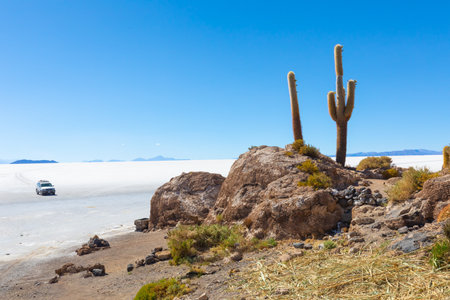 Uyuni Bolivia October 22 Cactus in Incahuasi island an hill of cactus in the middle of the desert of Uyuni. Shoot on October 22, 2019のeditorial素材