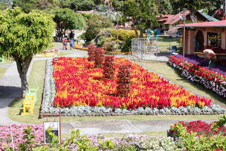 Panama Boquete town February 12, annual flower fair in the city park. Panoramic view in a sunny day. Shoot on February 12, 2021のeditorial素材