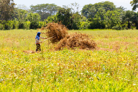 Panama Canta Gallo March 13, a farmer collects dry branches and piles them in the center of the field. Shoot on March 13, 2021のeditorial素材