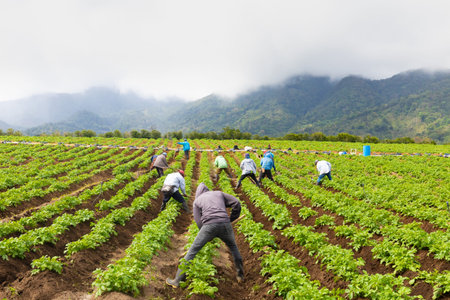 Panama Boquete April 3, some farmers turn clods of earth around onion crops. Shoot on April 3, 2021