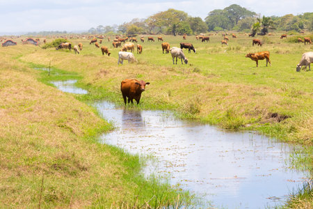 Panama Alanje, cow in the pond and herd in the background