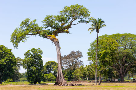 Costa Rica, typical tree of Central America called Ceiba in a sunny day