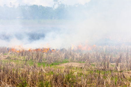 Costa Rica, fire of shrubs in the field after harvestの写真素材
