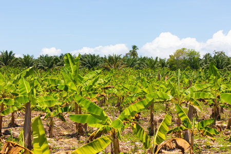 Costa Rica, banana and coconut plantation panoramic viewの写真素材