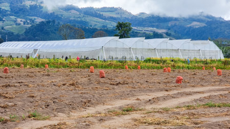 Panama, Cerro Punta, February 3, potato field and sacks with the harvest, in the plain at the foot of the Baru volcano. Shoot on February 3, 2022のeditorial素材
