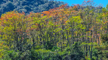 Panama, Boquete hills, tropical vegetation with autumn colors in the jungle