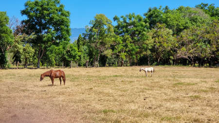 Panama, Boquete, two foals grazing in the valley on a sunny dayの写真素材
