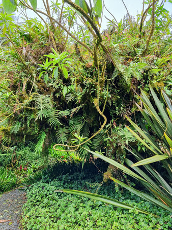Costa Rica, tropical climbing plant called Celastrus Orbiculatus