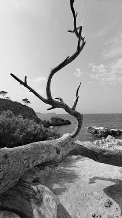 Skeleton of a dead tree. Mallorca, beach in Paguera. Spain, Majorca sea sky. An old sun-bleached...