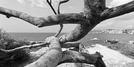 Skeleton of a dead tree. Mallorca, beach in Paguera. Spain, Majorca sea sky. Tree corpse, weathered...