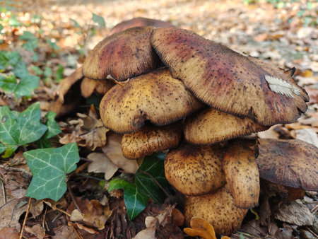 Mushrooms among the autumn leaves. They grow on rotten branches; stumps; and tree trunks. Fall season. Autumn, mushrooms on a tree trunk.の写真素材