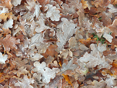 Frozen autumn leaves with frost on the green grass. Winter season, autumn leaves. Frozen autumn leaves, noise lying on the grass. Autumn leaves covered in light frost. Transition from autumn to winter.の写真素材