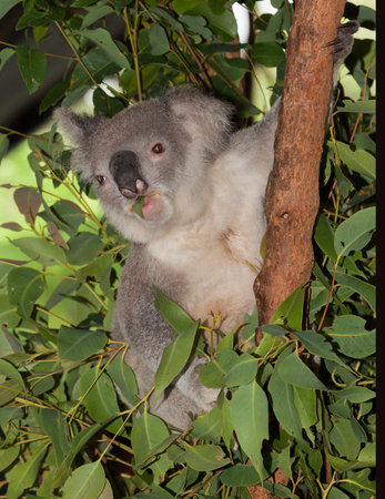 koala in tree awakeの写真素材